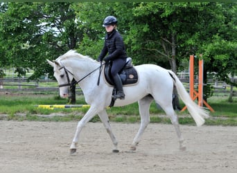 Węgierski koń sportowy, Klacz, 13 lat, 168 cm, Siwa