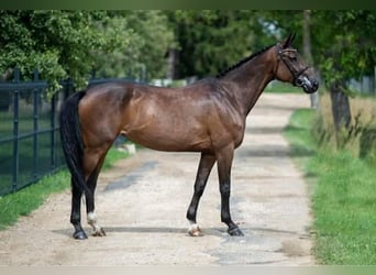 Węgierski koń sportowy, Klacz, 13 lat, 171 cm, Ciemnogniada