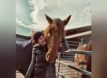 Węgierski koń sportowy, Klacz, 14 lat, 154 cm, Kasztanowata