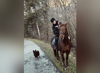 Węgierski koń sportowy, Klacz, 14 lat, 154 cm, Kasztanowata
