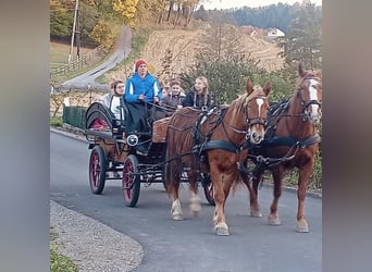 Węgierski koń sportowy, Klacz, 14 lat, 160 cm, Kasztanowata