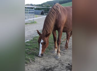 Węgierski koń sportowy, Klacz, 14 lat, 160 cm, Kasztanowata
