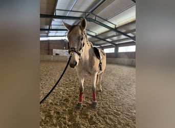 Węgierski koń sportowy, Klacz, 14 lat, 165 cm, Siwa