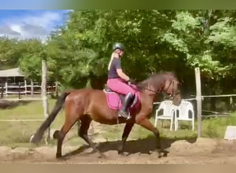 Węgierski koń sportowy Mix, Klacz, 15 lat, 160 cm, Gniada