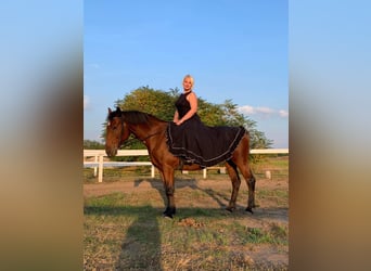 Węgierski koń sportowy Mix, Klacz, 15 lat, 160 cm, Gniada