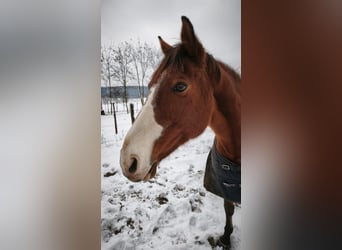 Węgierski koń sportowy, Klacz, 15 lat, 166 cm, Gniada