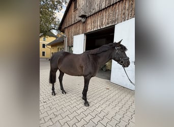 Węgierski koń sportowy, Klacz, 16 lat, 146 cm, Kara
