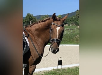 Węgierski koń sportowy, Klacz, 17 lat, 164 cm, Kasztanowata