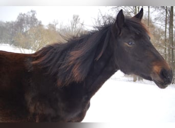 Węgierski koń sportowy Mix, Klacz, 2 lat, 144 cm, Ciemnogniada
