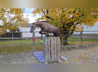 Węgierski koń sportowy, Klacz, 2 lat, 165 cm, Kasztanowata