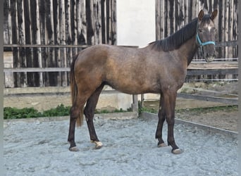 Węgierski koń sportowy, Klacz, 3 lat, 165 cm