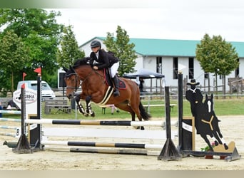 Węgierski koń sportowy, Klacz, 4 lat, 158 cm, Gniada