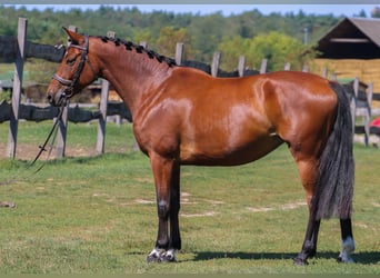 Węgierski koń sportowy, Klacz, 4 lat, 158 cm, Gniada