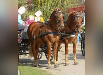 Węgierski koń sportowy, Klacz, 4 lat, 165 cm