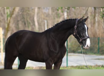 Węgierski koń sportowy, Klacz, 4 lat, 170 cm, Skarogniada