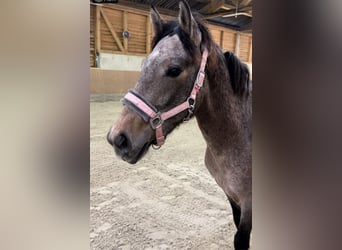Węgierski koń sportowy Mix, Klacz, 5 lat, 145 cm, Stalowosiwy