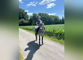 Węgierski koń sportowy, Klacz, 5 lat, 147 cm, Siwa jabłkowita