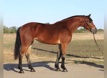 Węgierski koń sportowy, Klacz, 5 lat, 155 cm, Gniada