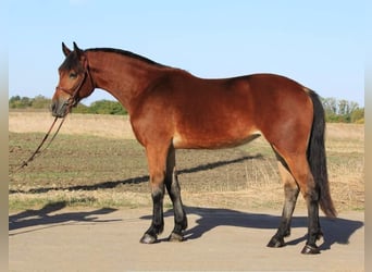 Węgierski koń sportowy, Klacz, 5 lat, 155 cm, Gniada