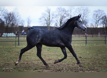 Węgierski koń sportowy, Klacz, 5 lat, 158 cm, Siwa jabłkowita