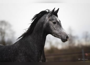 Węgierski koń sportowy, Klacz, 5 lat, 158 cm, Siwa jabłkowita