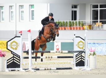 Węgierski koń sportowy, Klacz, 5 lat, 166 cm, Gniada