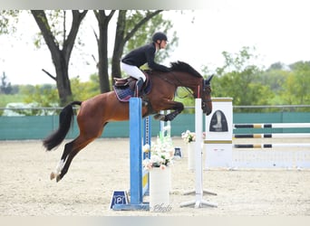 Węgierski koń sportowy, Klacz, 5 lat, 166 cm, Gniada