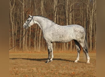 Węgierski koń sportowy, Klacz, 5 lat, 167 cm, Siwa