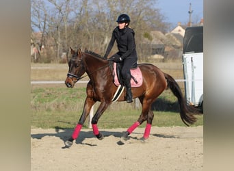Węgierski koń sportowy, Klacz, 5 lat, 170 cm, Ciemnogniada