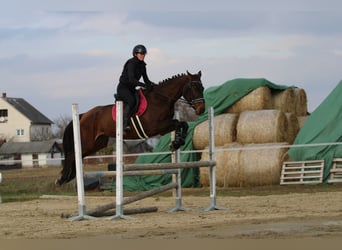 Węgierski koń sportowy, Klacz, 5 lat, 170 cm, Ciemnogniada