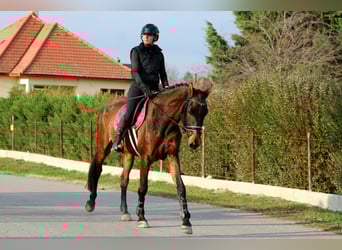 Węgierski koń sportowy, Klacz, 5 lat, 170 cm, Ciemnogniada