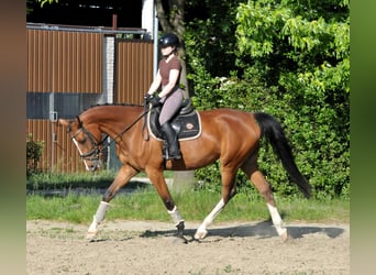 Węgierski koń sportowy, Klacz, 5 lat, 170 cm, Gniada