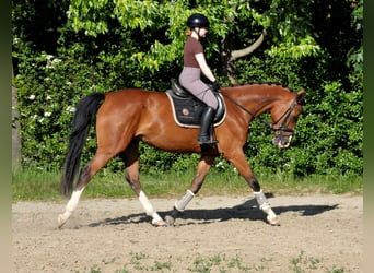 Węgierski koń sportowy, Klacz, 5 lat, 170 cm, Gniada