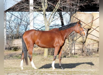 Węgierski koń sportowy, Klacz, 5 lat, 171 cm, Gniada