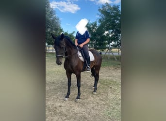 Węgierski koń sportowy, Klacz, 6 lat, 160 cm, Ciemnogniada