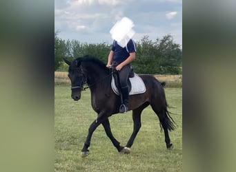 Węgierski koń sportowy, Klacz, 6 lat, 160 cm, Ciemnogniada