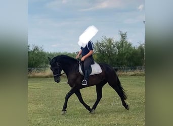 Węgierski koń sportowy, Klacz, 6 lat, 160 cm, Ciemnogniada