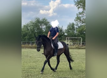 Węgierski koń sportowy, Klacz, 6 lat, 160 cm, Ciemnogniada