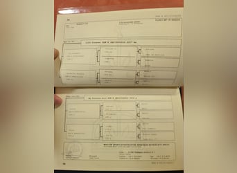 Węgierski koń sportowy, Klacz, 6 lat, 160 cm, Ciemnokasztanowata