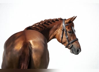 Węgierski koń sportowy, Klacz, 6 lat, 160 cm, Ciemnokasztanowata
