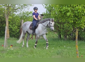 Węgierski koń sportowy, Klacz, 6 lat, 162 cm, Siwa