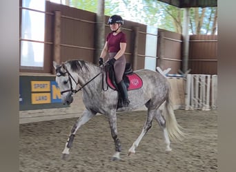 Węgierski koń sportowy, Klacz, 6 lat, 162 cm, Siwa