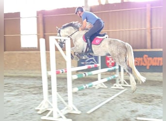 Węgierski koń sportowy, Klacz, 6 lat, 162 cm, Siwa