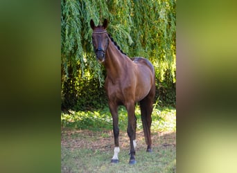 Węgierski koń sportowy, Klacz, 6 lat, 167 cm, Ciemnokasztanowata