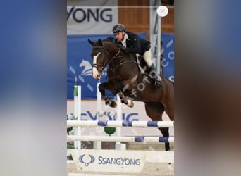 Węgierski koń sportowy, Klacz, 6 lat, 168 cm, Gniada