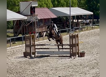 Węgierski koń sportowy, Klacz, 6 lat, 168 cm, Gniada