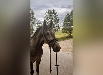 Węgierski koń sportowy, Klacz, 7 lat, 150 cm, Siwa jabłkowita