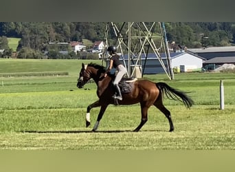 Węgierski koń sportowy, Klacz, 7 lat, 164 cm, Gniada