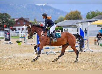 Węgierski koń sportowy, Klacz, 7 lat, 164 cm, Gniada