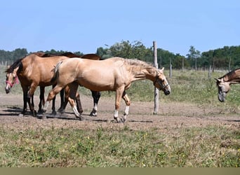 Węgierski koń sportowy, Klacz, 7 lat, 167 cm, Izabelowata